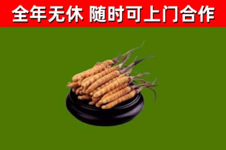 武夷山市回收冬虫夏草
