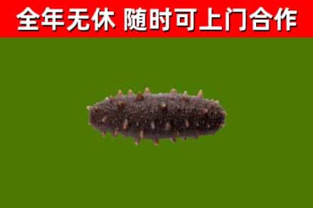 武夷山市回收海参干